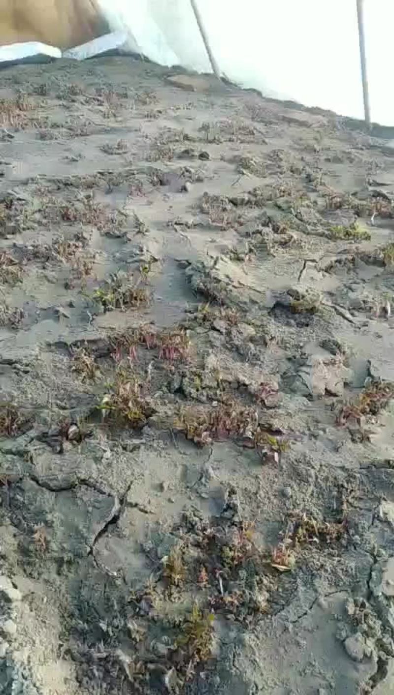 辽宁明泽惠民薯业基地红薯苗直销