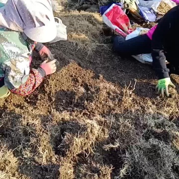 药材种植白鲜皮苗起苗中