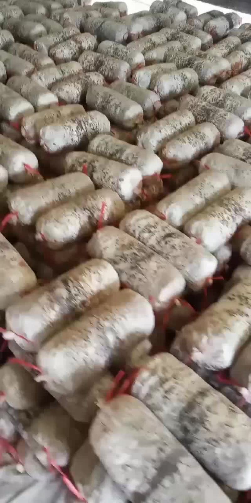 常年出售平菇榆黄蘑出菇菌包