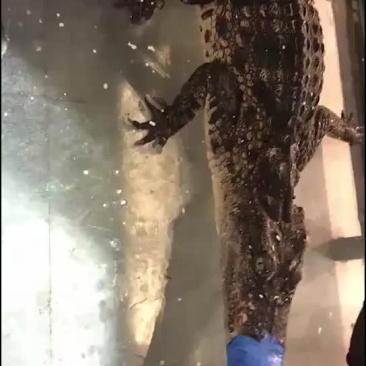 两栖爬行类