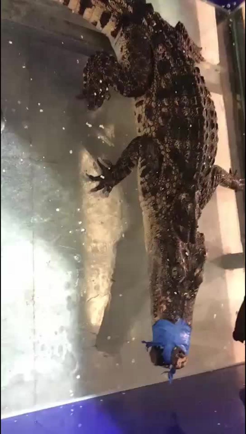 两栖爬行类