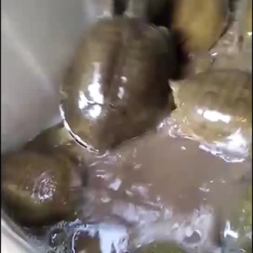 水产