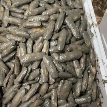 非常漂亮的海蛏，质量很好