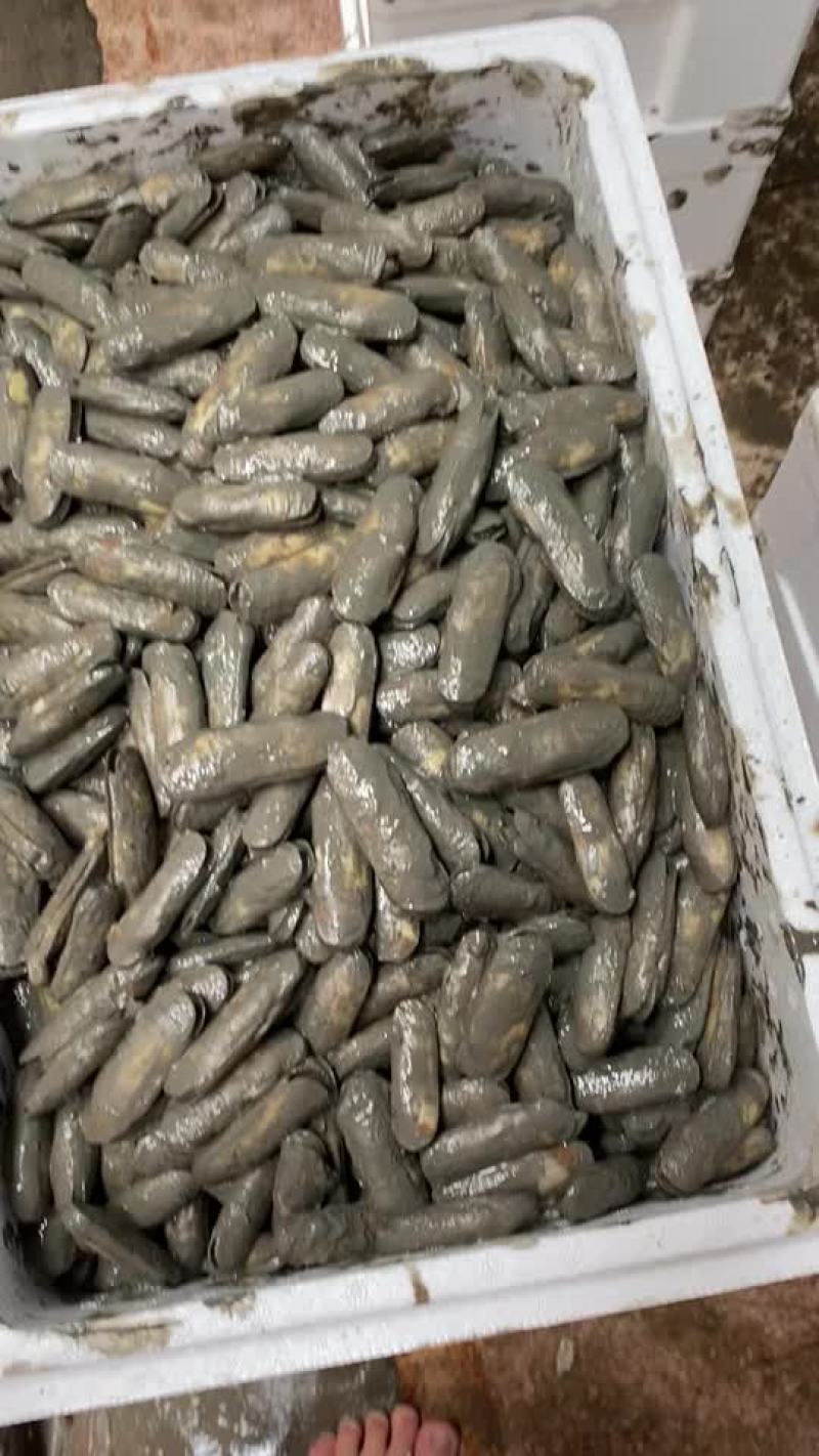 非常漂亮的海蛏，质量很好