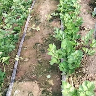 辽宁新民二红旗是西瓜蔬菜产地，本产地种植蔬菜水果面积大。