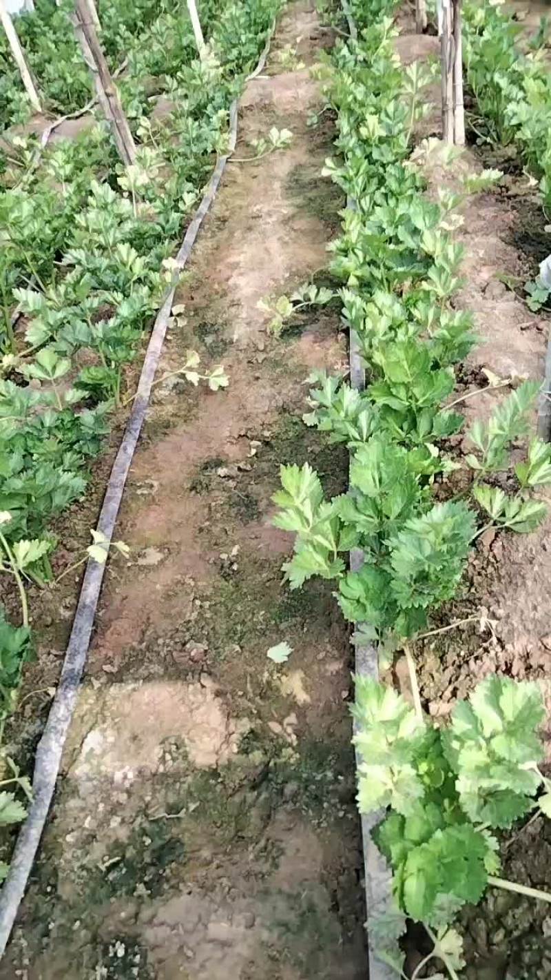 辽宁新民二红旗是西瓜蔬菜产地，本产地种植蔬菜水果面积大。