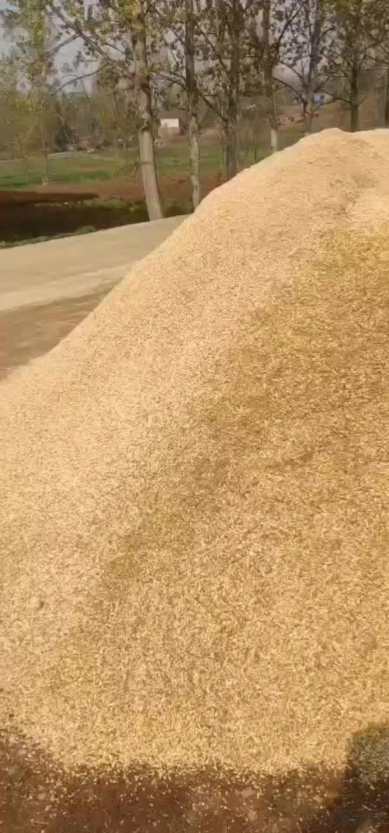 食用菌锯末