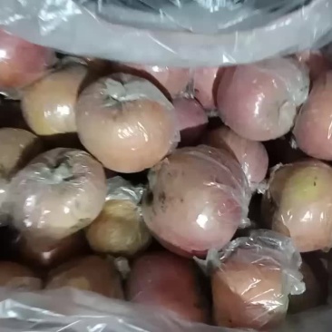 膜袋红富士，量大，价格便宜