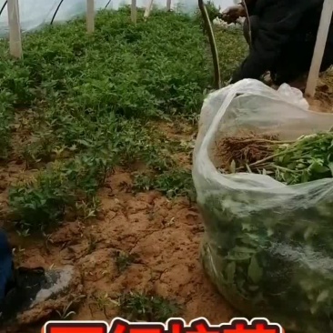 辣椒苗各种蔬菜苗子，，，