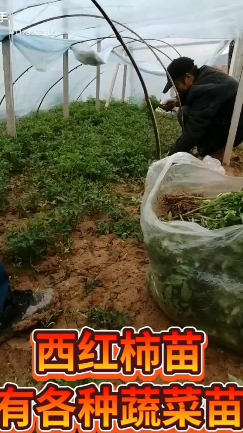 辣椒苗各种蔬菜苗子，，，