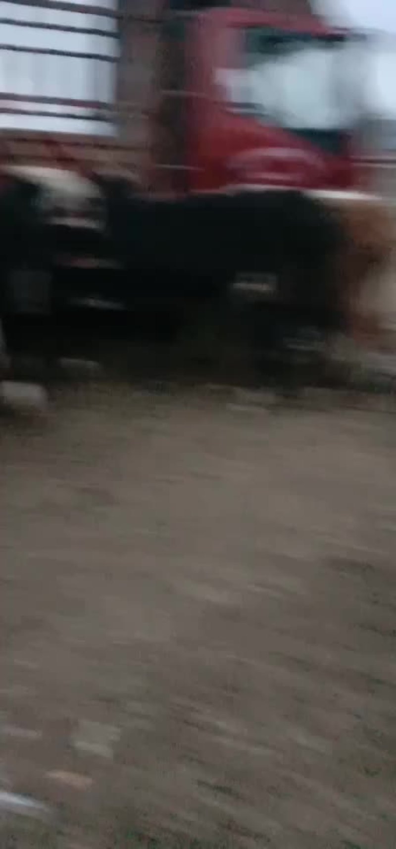 活牛（西门塔，夏洛莱，架子牛，大月保踹，育肥成品牛）