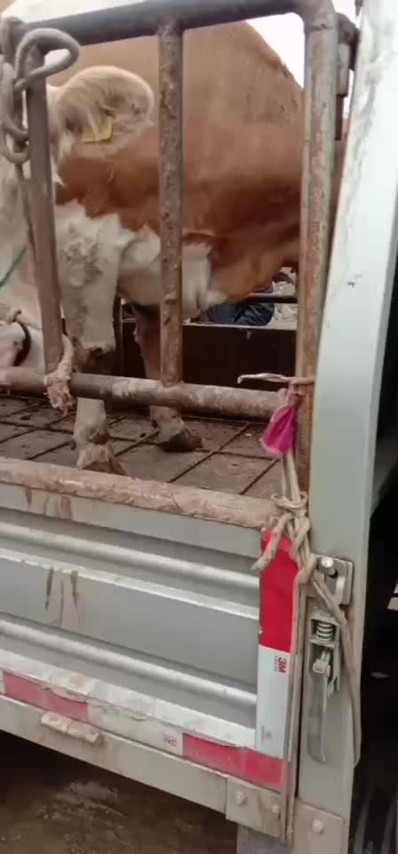 活牛（西门塔，夏洛莱，架子牛，大月保踹，育肥成品牛）