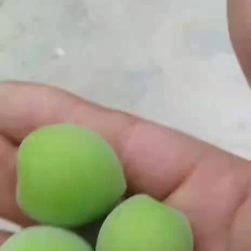 梅子