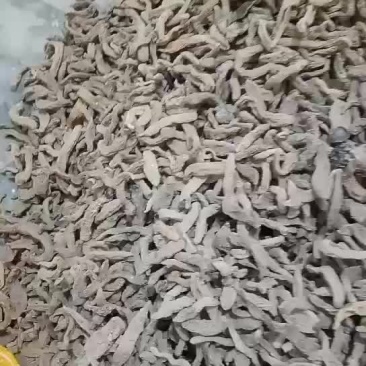 无硫自然晒干天麻最后几百公斤