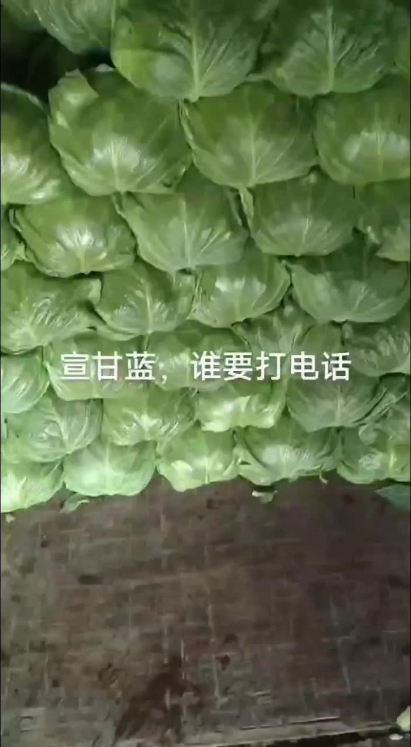 甘蓝