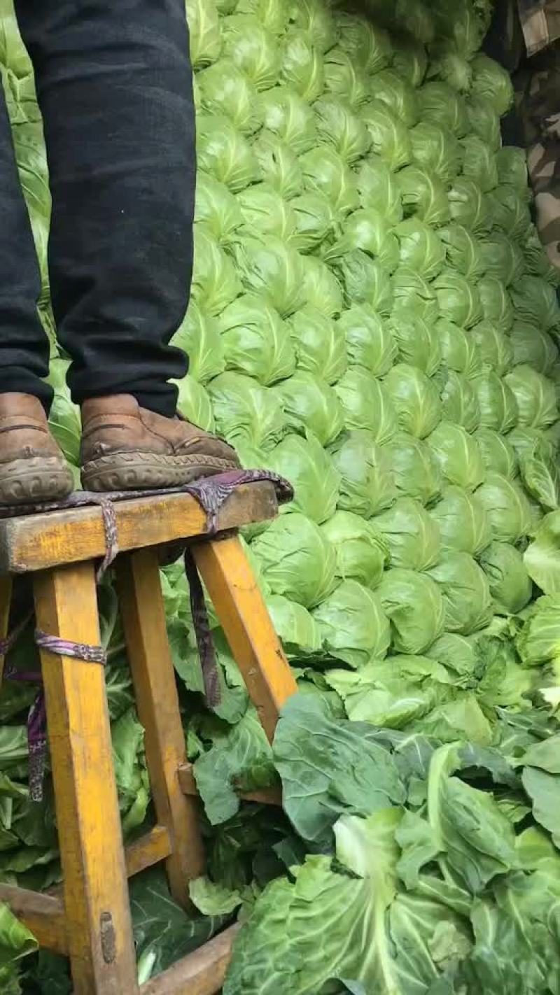 唐山市滦南县严涛果蔬种植收购专业合作社
