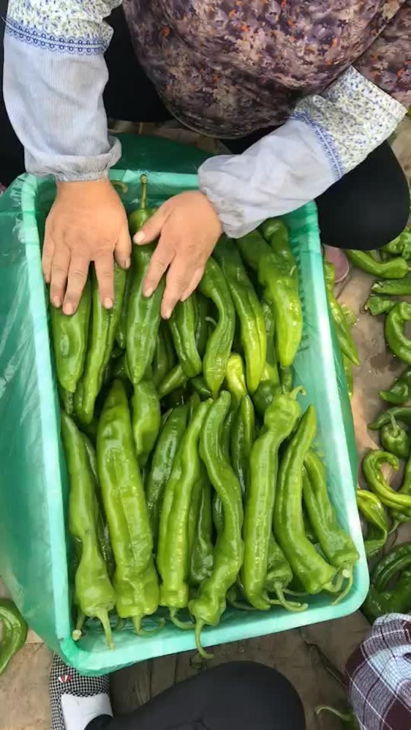 唐山市滦南县严涛果蔬种植收购专业合作社