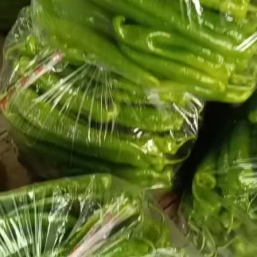 唐山市滦南县严涛果蔬种植收购专业合作社