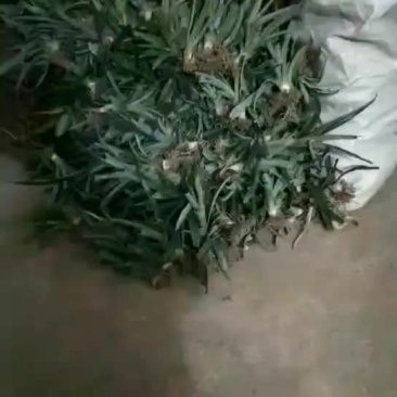 菠萝苗