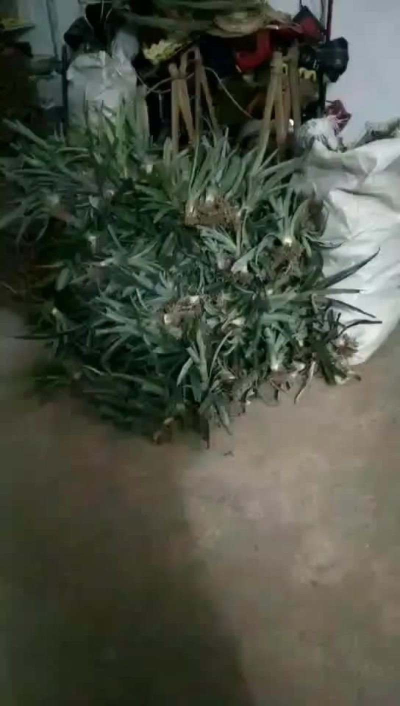 菠萝苗
