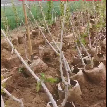 一根棍矮化吉塞拉大樱桃