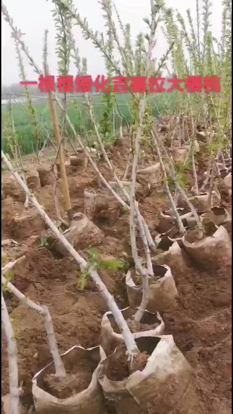 一根棍矮化吉塞拉大樱桃