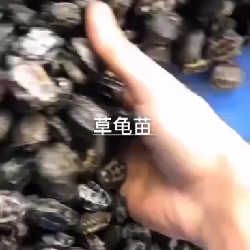 中华草龟苗