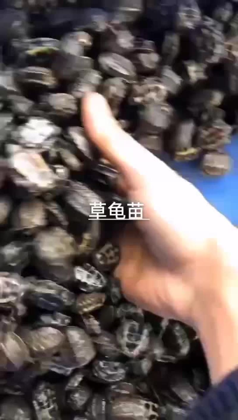 中华草龟苗
