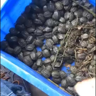 中华草龟苗