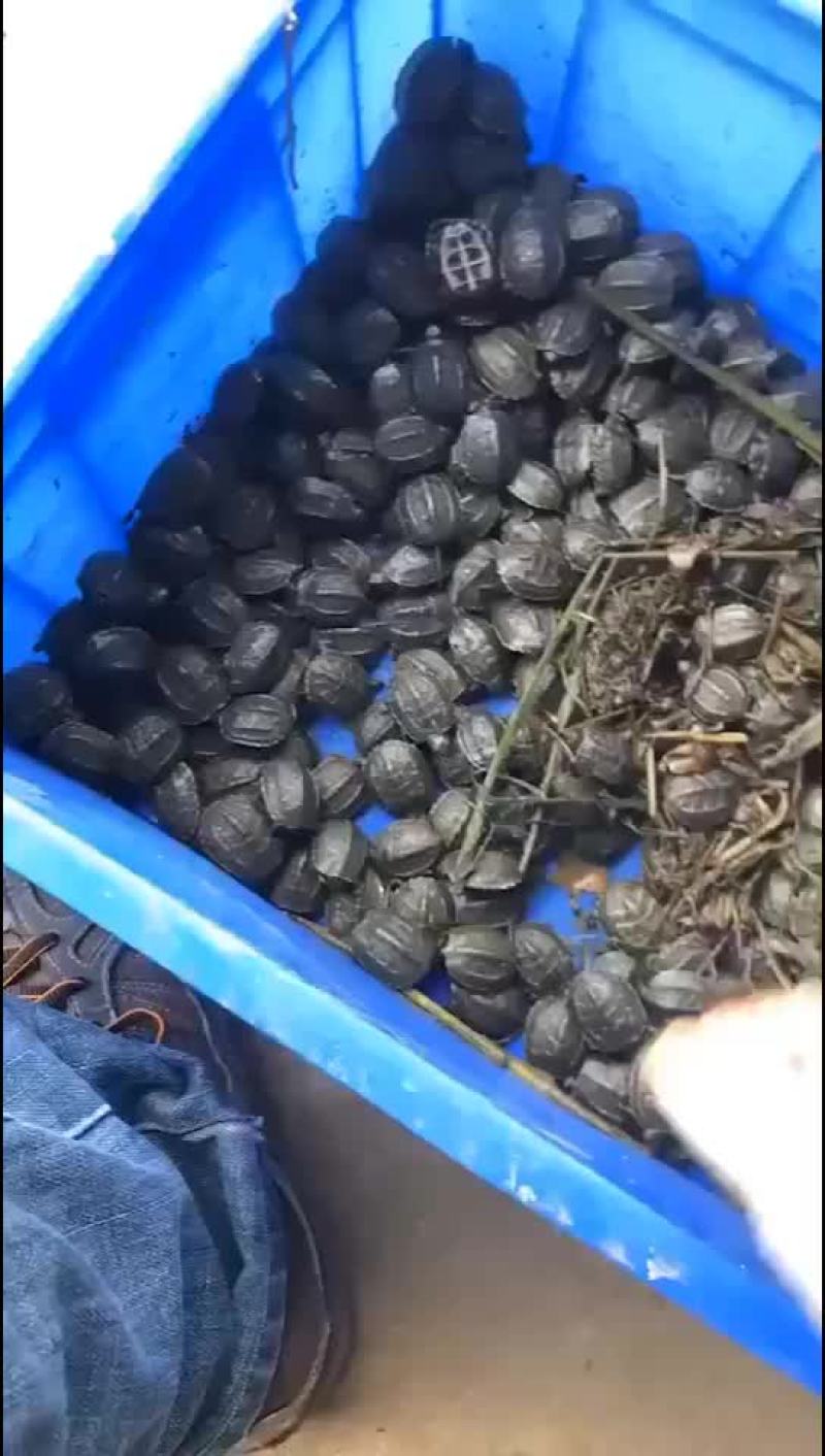 中华草龟苗
