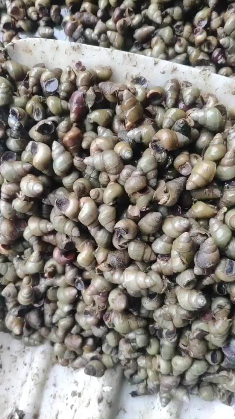螺蛳青壳薄壳大湖清水螺蛳