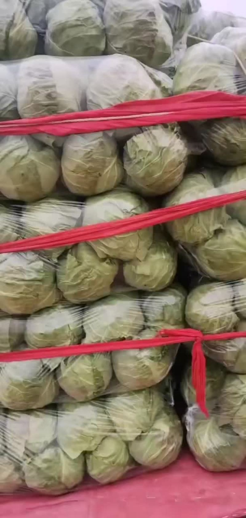 甘蓝
