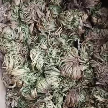 卷柏