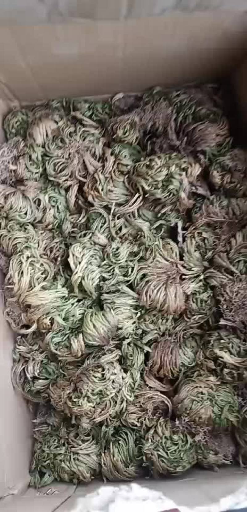 卷柏