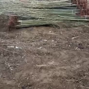 四月十号杨树苗继续