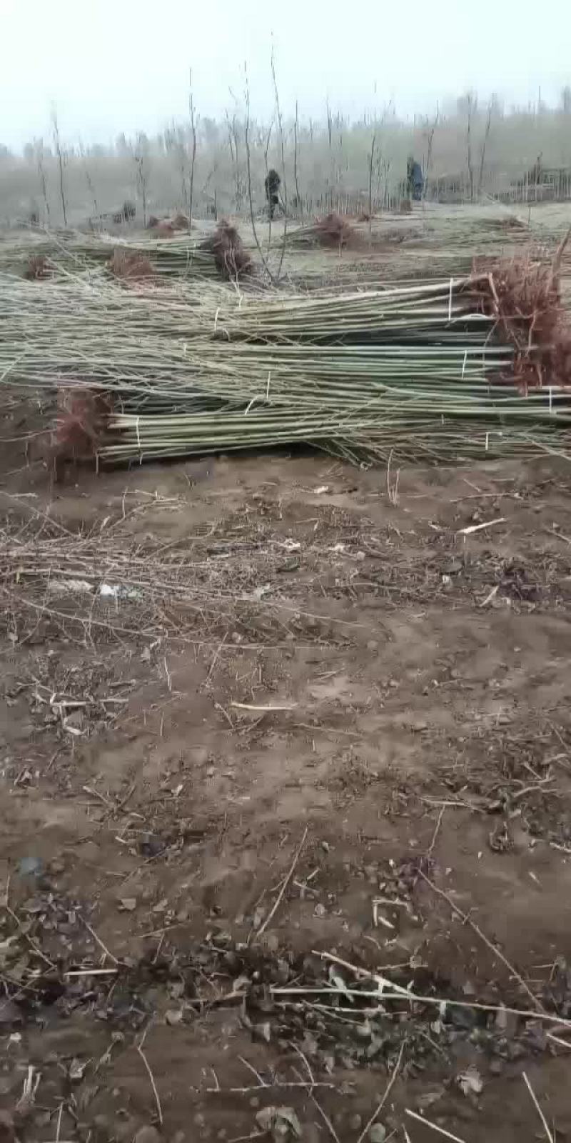 四月十号杨树苗继续