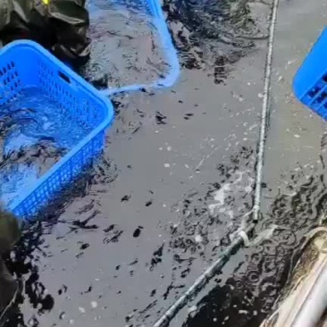 供应鲟鱼，精养池养殖，品质保证，耐长途运输
