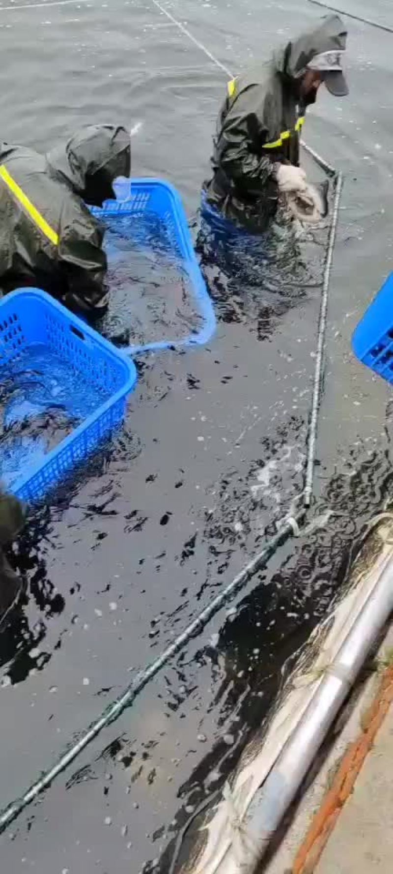 供应鲟鱼，精养池养殖，品质保证，耐长途运输