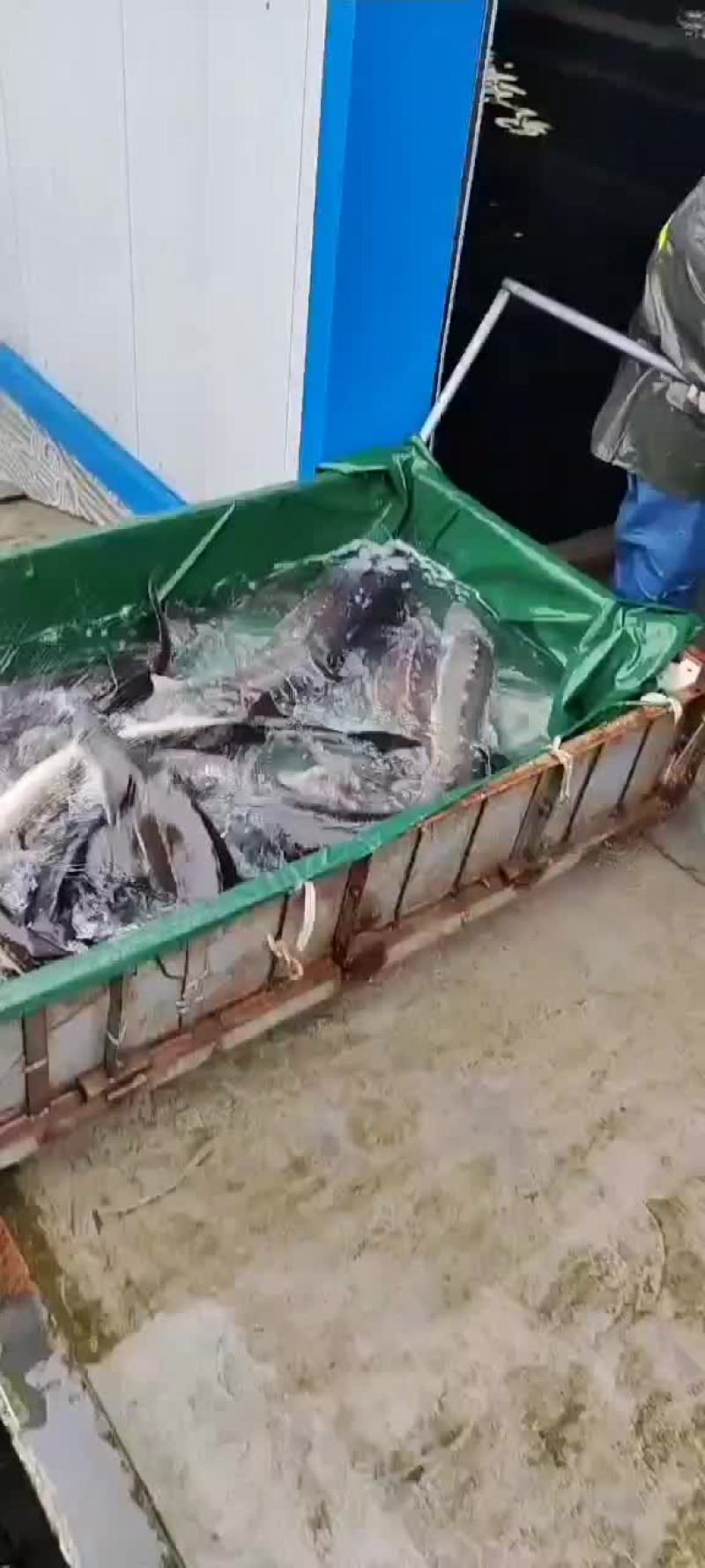 供应鲟鱼，精养池养殖，品质保证，耐长途运输