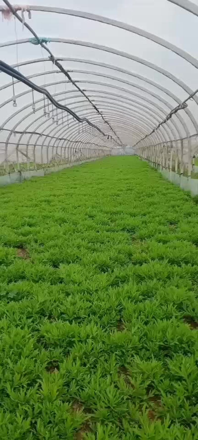 芦蒿