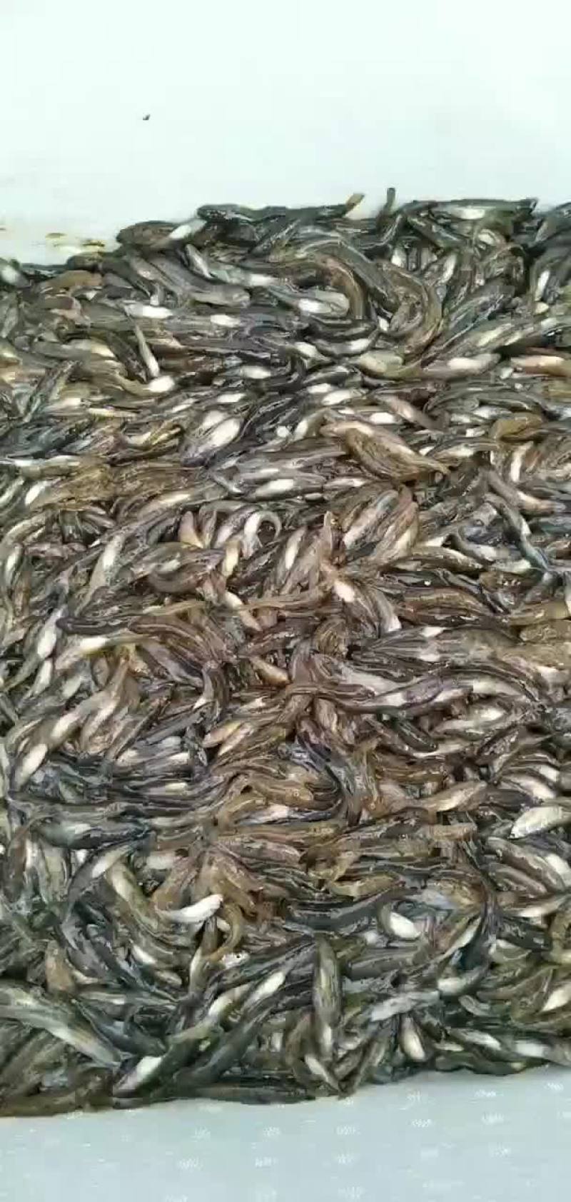 小黄鱼，价格以咨询为准*捡便宜的请绕行*
