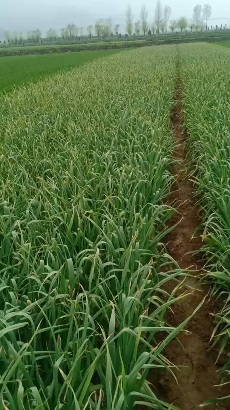 红根蒜苗