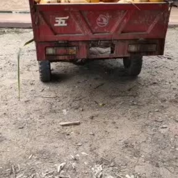 海南各种椰子批发