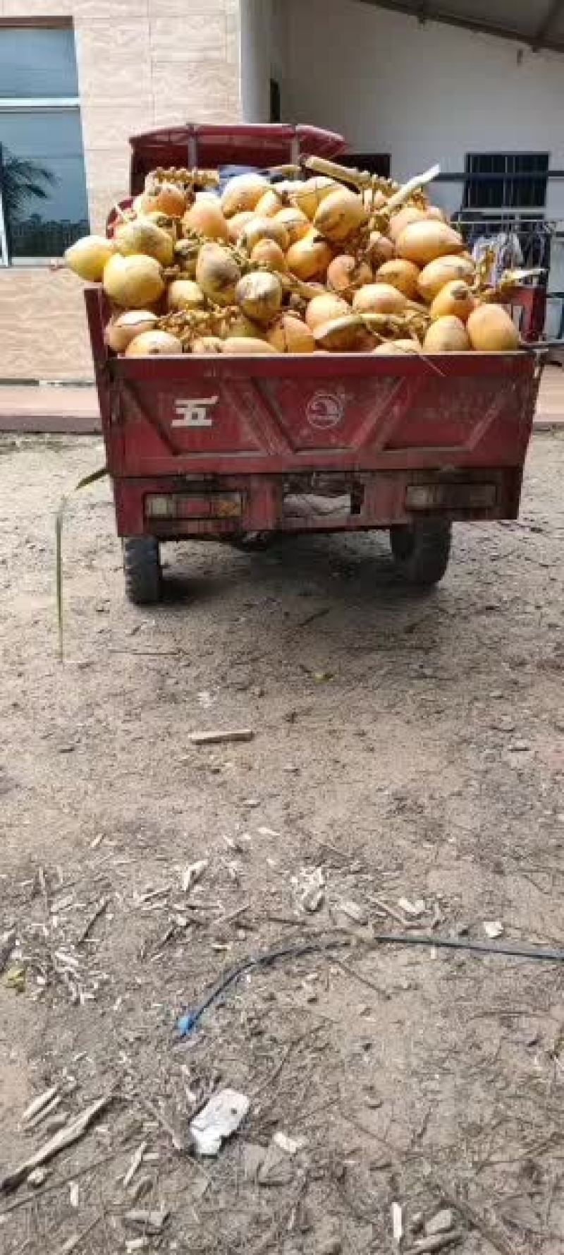 海南各种椰子批发