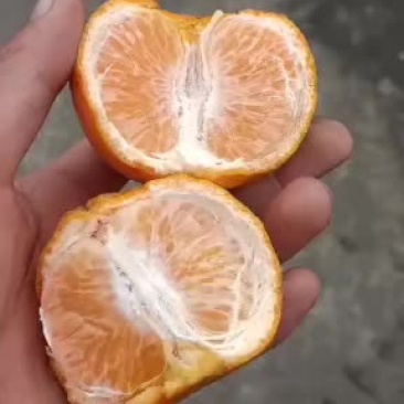 沃柑，口感好，颜色好，皮层好！大果厂