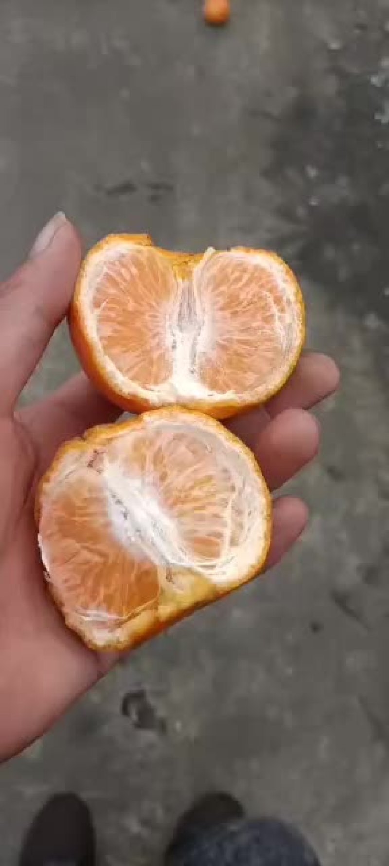 沃柑，口感好，颜色好，皮层好！大果厂