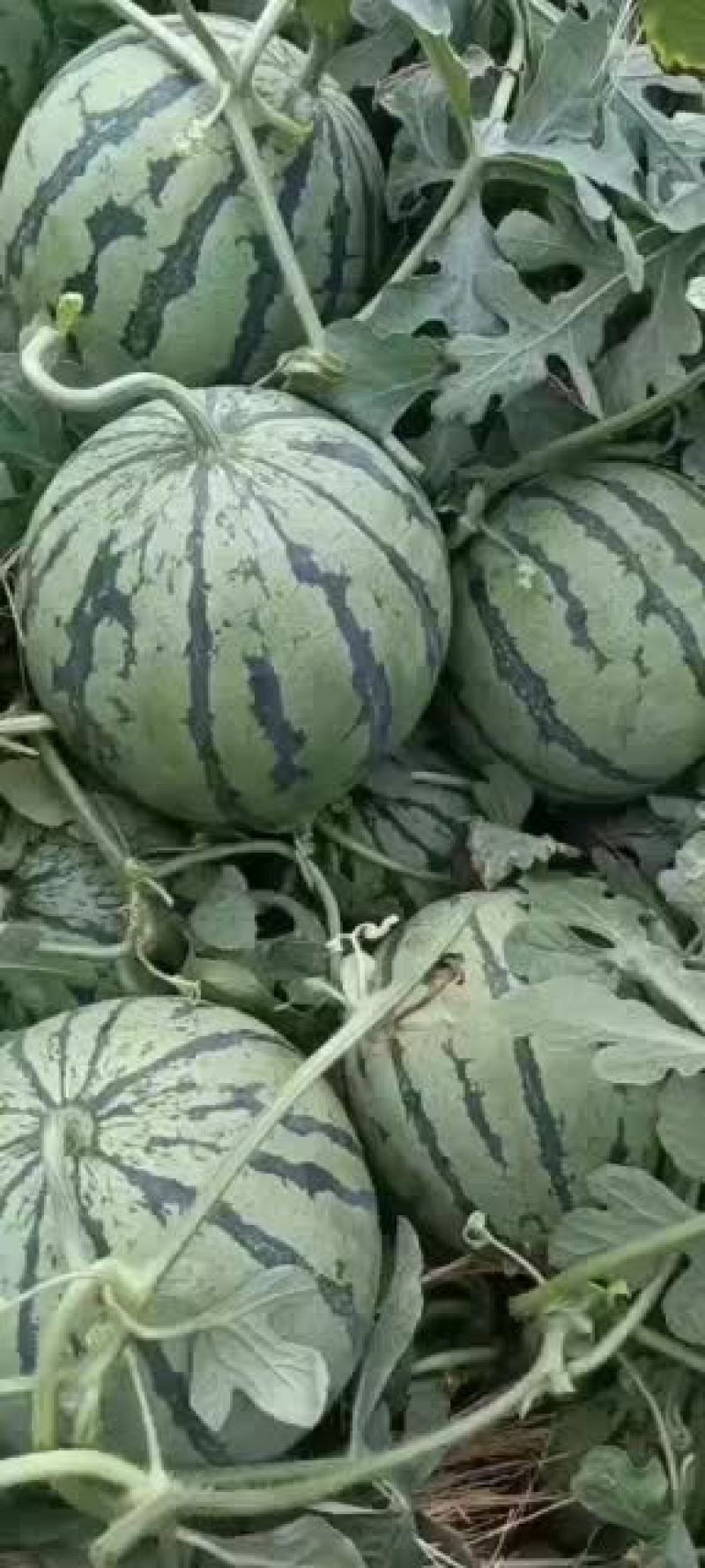 8424西瓜山东菏泽西瓜上市中