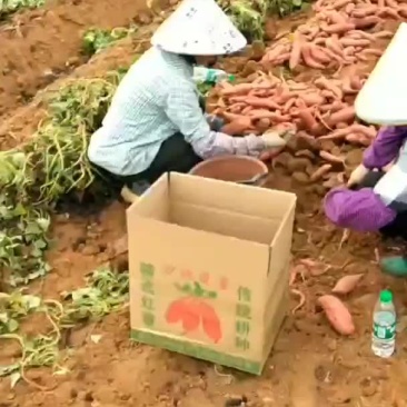 西瓜红。。。。。。。