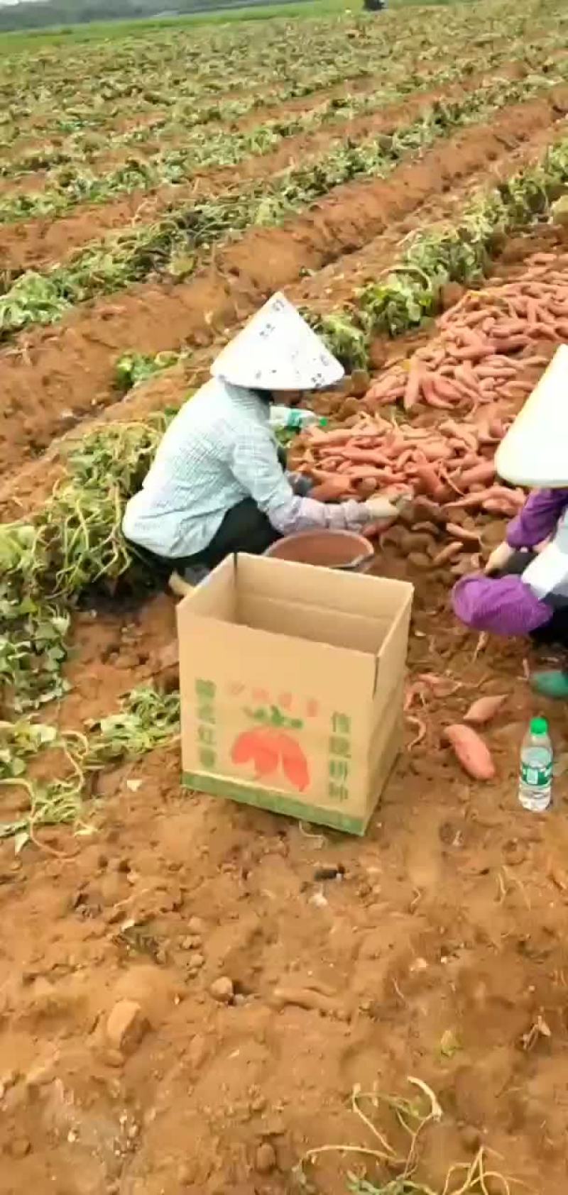 西瓜红。。。。。。。