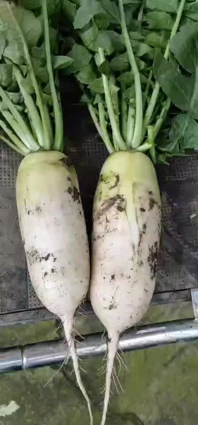 韩国青头萝卜